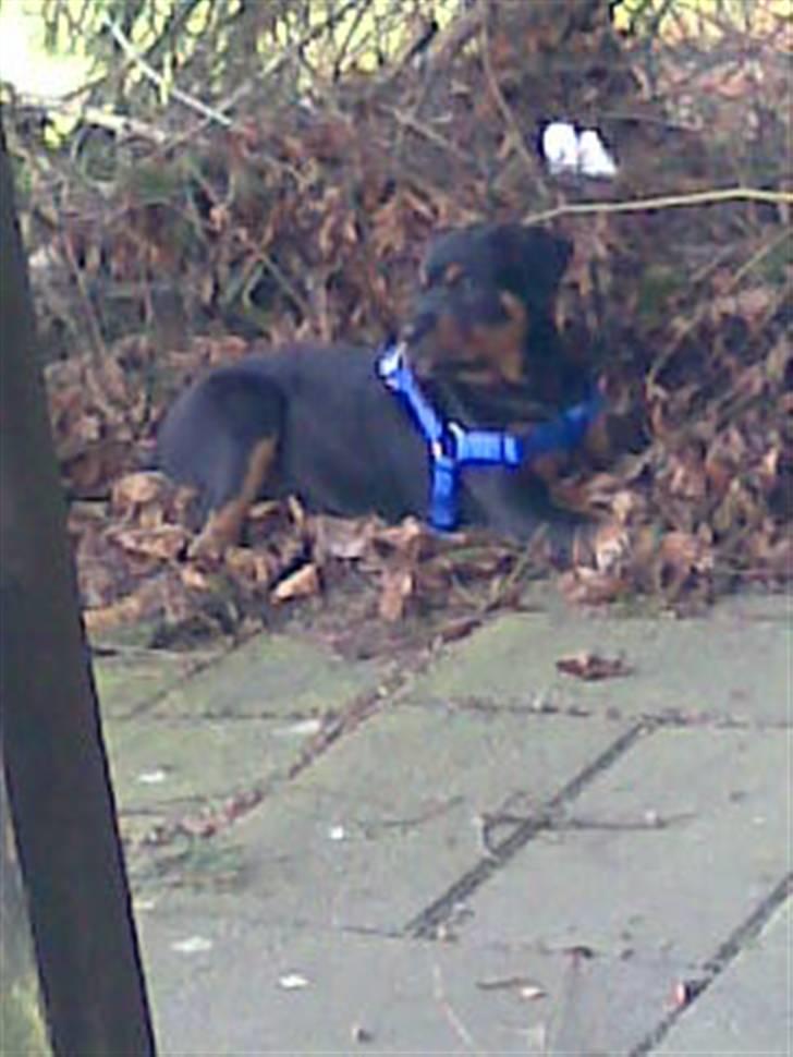 Blanding af racer Jack - Her er jeg ikke så gammel. Jeg vejer kun 12 kg, men de her blade er nu gode at ligge i. billede 4