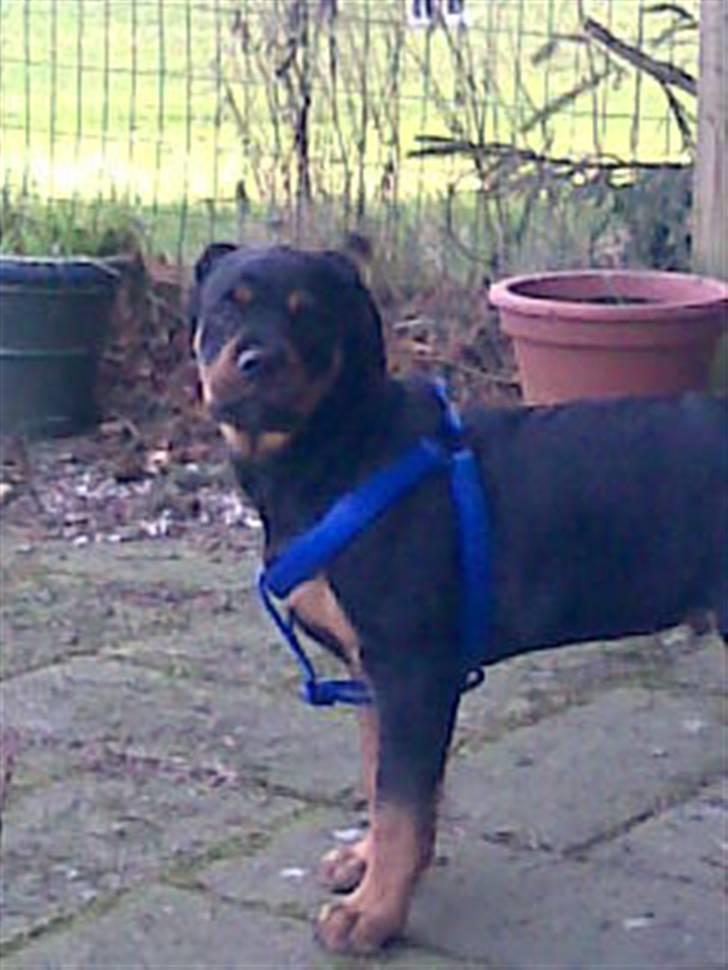 Blanding af racer Jack - Se lige hvor stor jeg er  og ganske flot ikke. billede 5