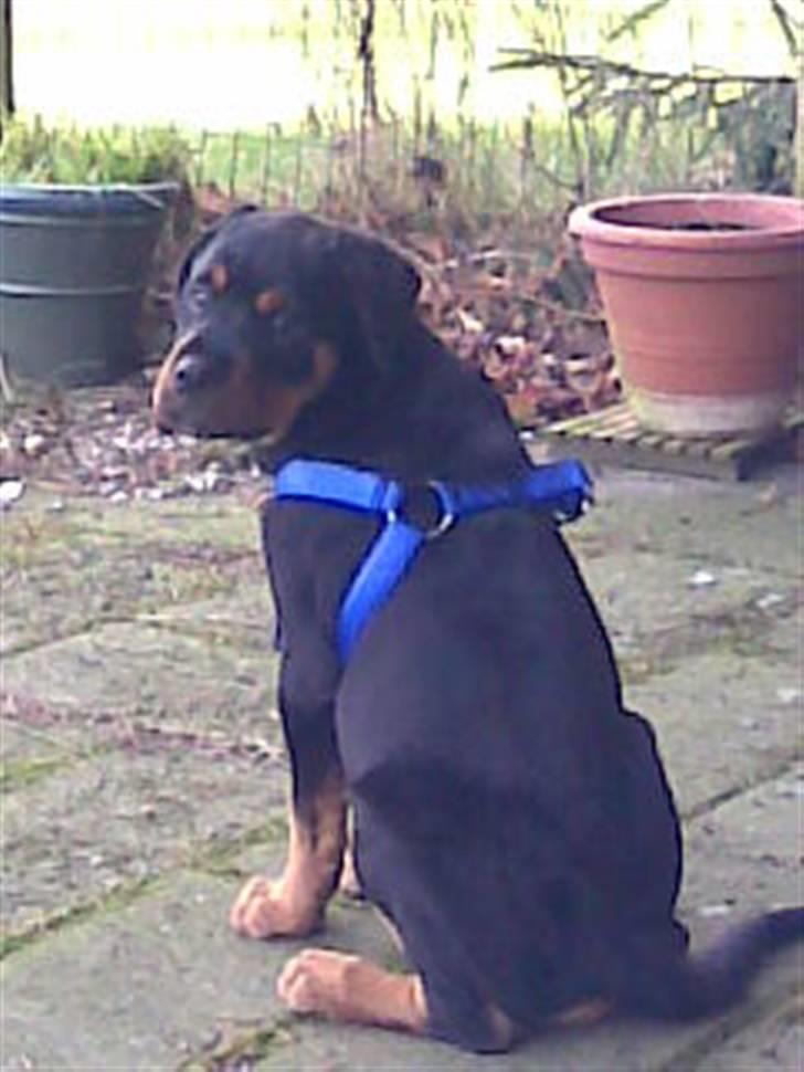 Blanding af racer Jack - Er du ikke snart færdig med at tage billeder af mig. billede 6