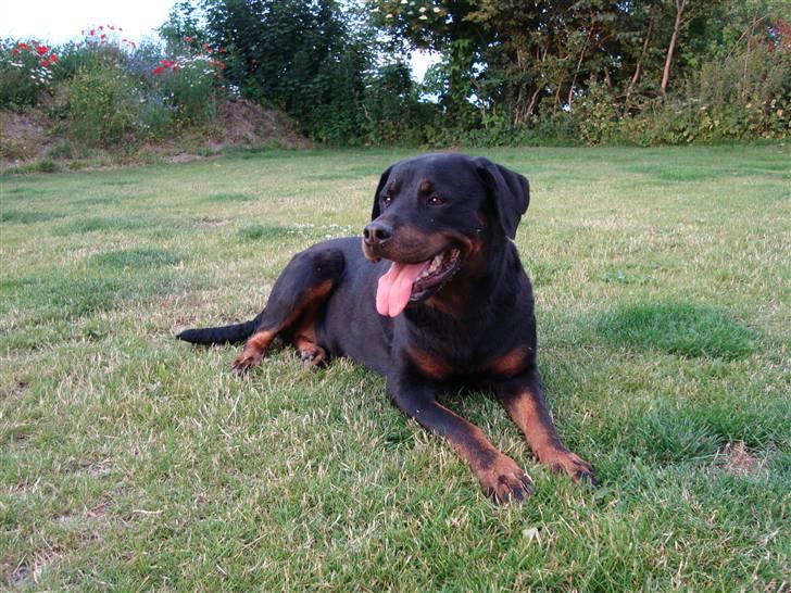 Rottweiler Thonara Alison billede 1