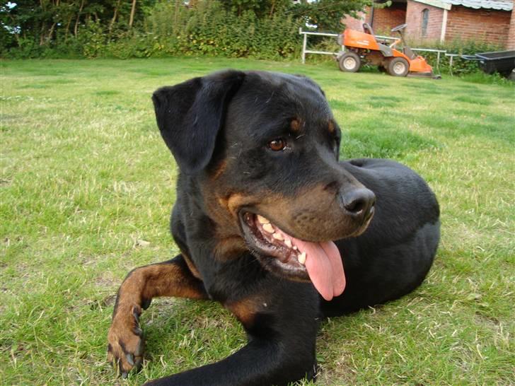 Rottweiler Thonara Alison billede 2