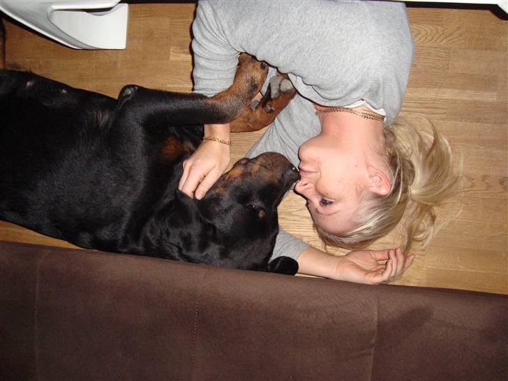 Rottweiler Thonara Alison billede 3