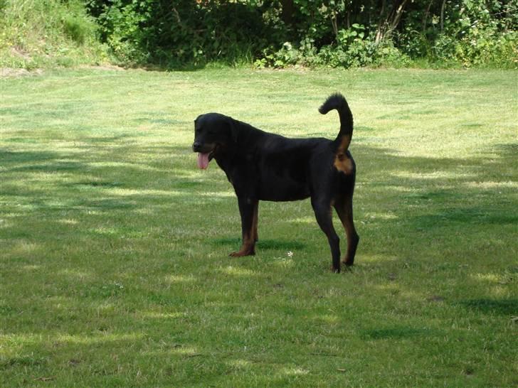 Rottweiler Thonara Alison billede 4