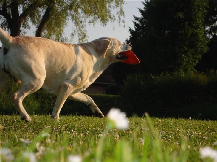 Labrador retriever Buchi billede 10