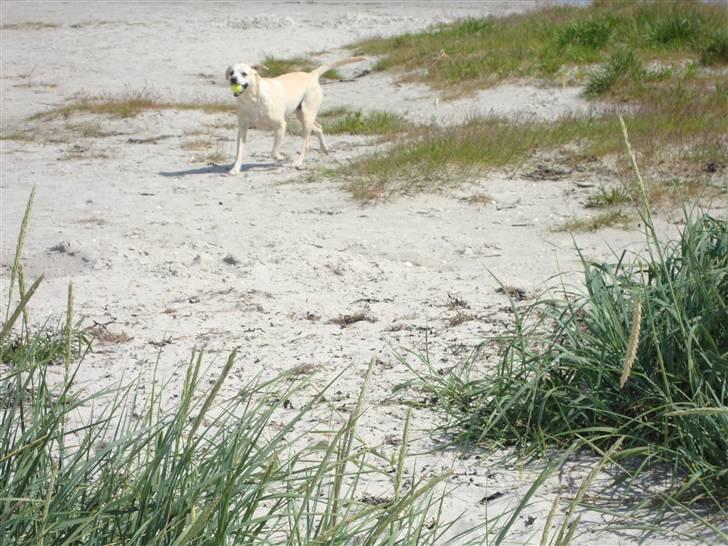 Labrador retriever Buchi billede 11