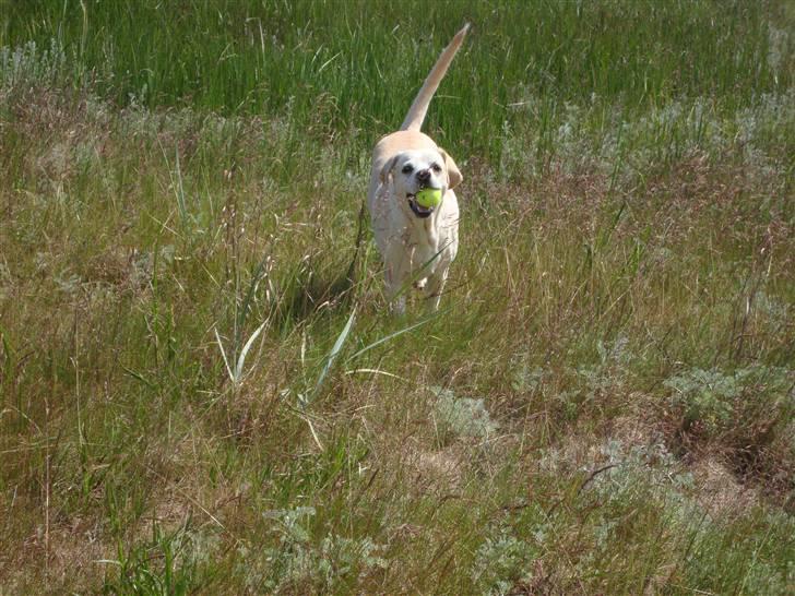 Labrador retriever Buchi billede 12