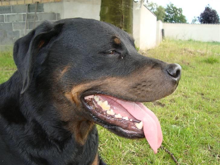 Rottweiler Thonara Alison billede 5
