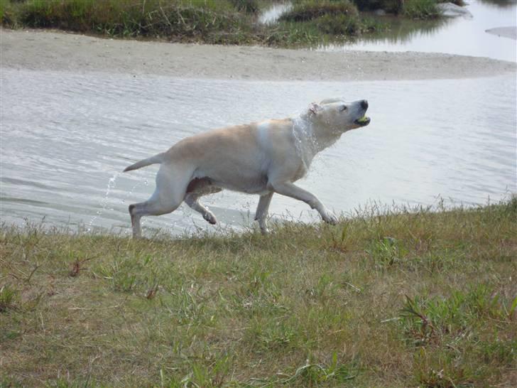 Labrador retriever Buchi billede 13