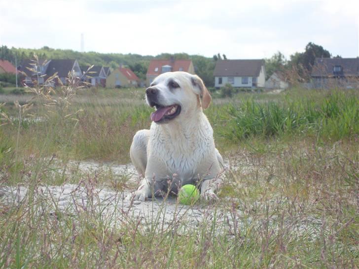 Labrador retriever Buchi billede 14