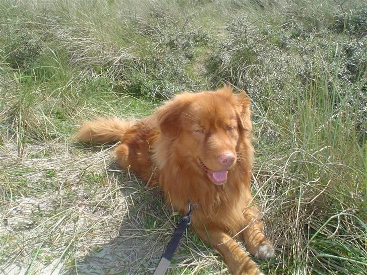 Nova scotia duck tolling retriever Andy billede 11