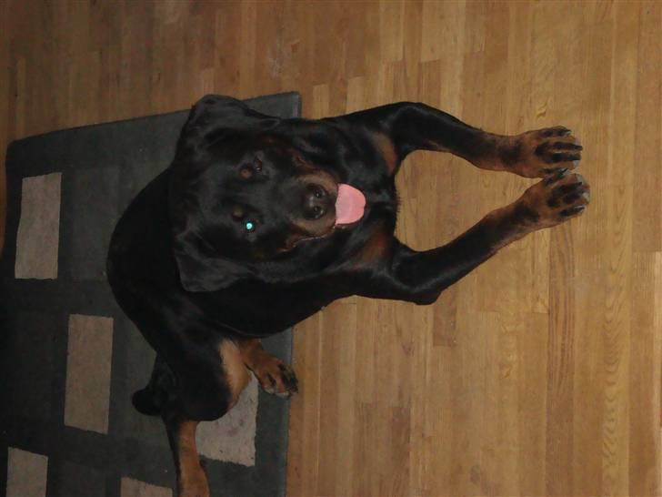 Rottweiler Thonara Alison billede 6