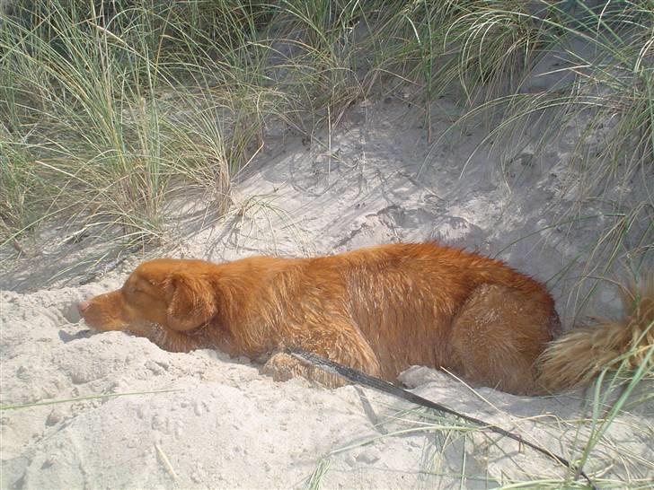 Nova scotia duck tolling retriever Andy - træt efter og have badet(: der er også så varm ved stranden ;) billede 14