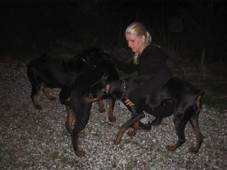 Rottweiler Thonara Alison billede 7