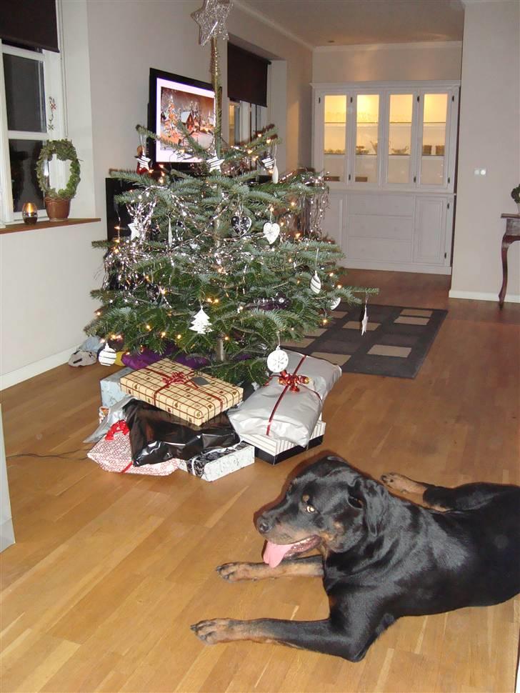 Rottweiler Thonara Alison billede 8