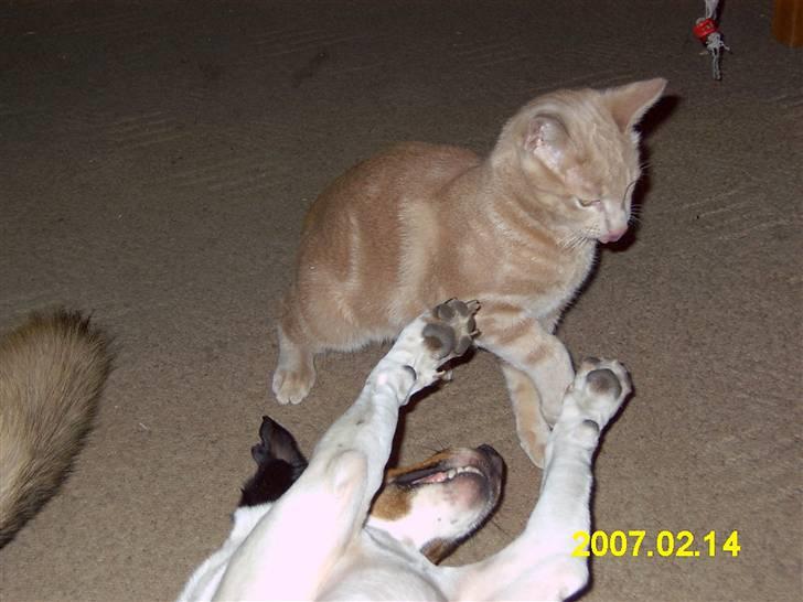 Dansk svensk gaardhund Tim - Jeg og Lambert er bedste venner billede 1