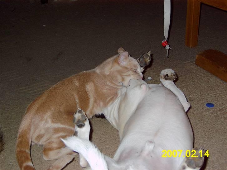 Dansk svensk gaardhund Tim - Her er Lambert ved at vinde billede 2