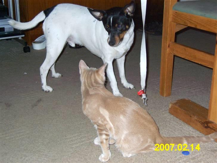 Dansk svensk gaardhund Tim - Hvad finder han nu på. Den kat den kat billede 3