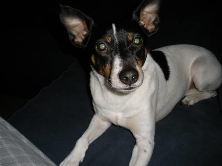 Dansk svensk gaardhund Tim - Ja her er jeg så billede 4