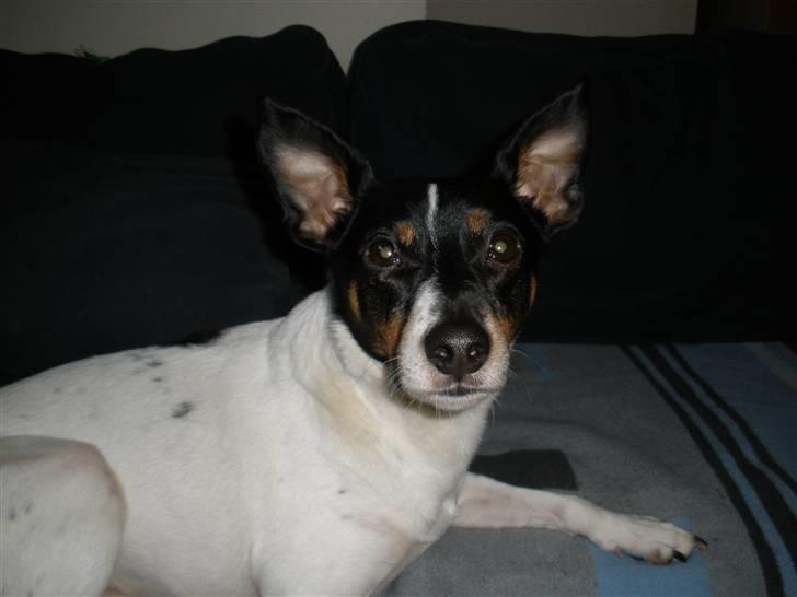 Dansk svensk gaardhund Tim - Sofaen den er bare dejlig billede 5