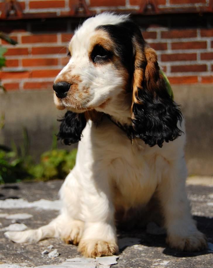 Cocker spaniel Vanilla Joy Dream Design - Ditte billede 11