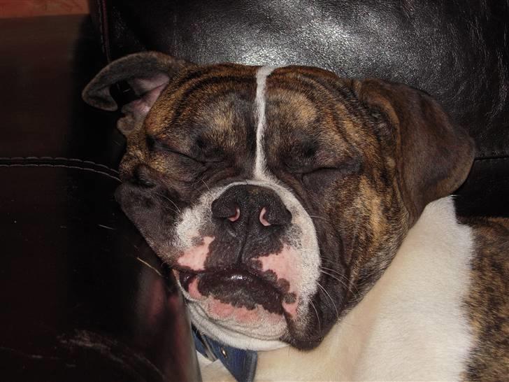 Olde english bulldogge Alf  ;o)  - 1.år og stadig træt.... ;o)  billede 11