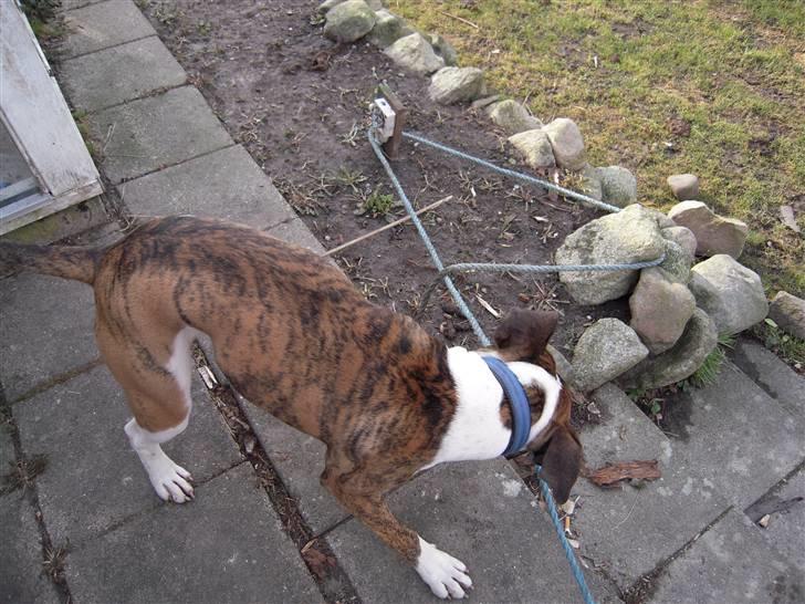 Olde english bulldogge Alf  ;o)  - Øh HJÆLP ! ! billede 12