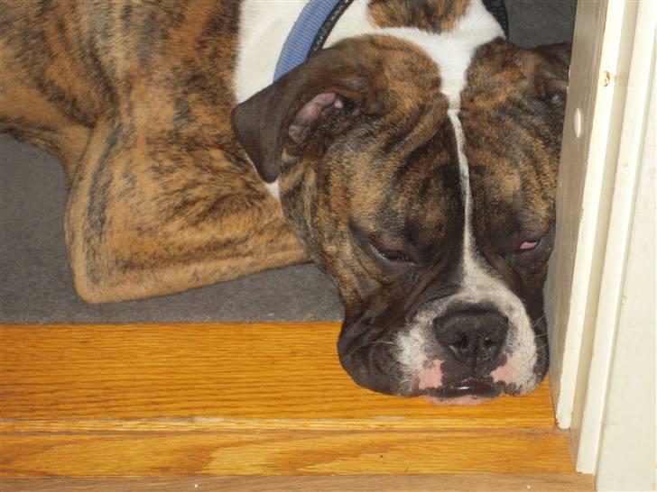 Olde english bulldogge Alf  ;o)  - Træt billede 13