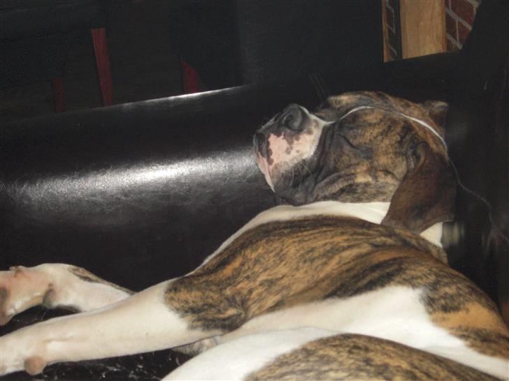 Olde english bulldogge Alf  ;o)  - Træt ;o) billede 14