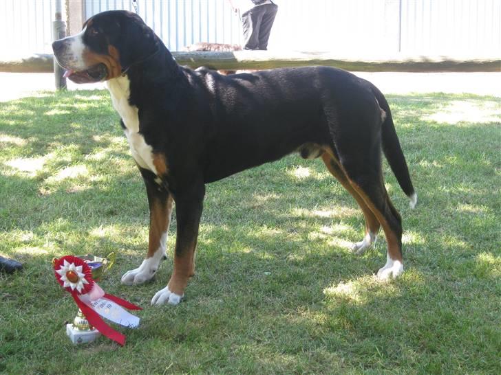 Grosser schweizer sennenhund Jomatanjo's Elmer...R.I.P. - Herning 2010- WJW10  (17 mdr) billede 18