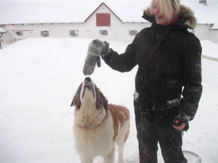 Blanding af racer balou  *død* - hans første og sidste vinter ); han var så glad for at lege i sne <3 billede 8