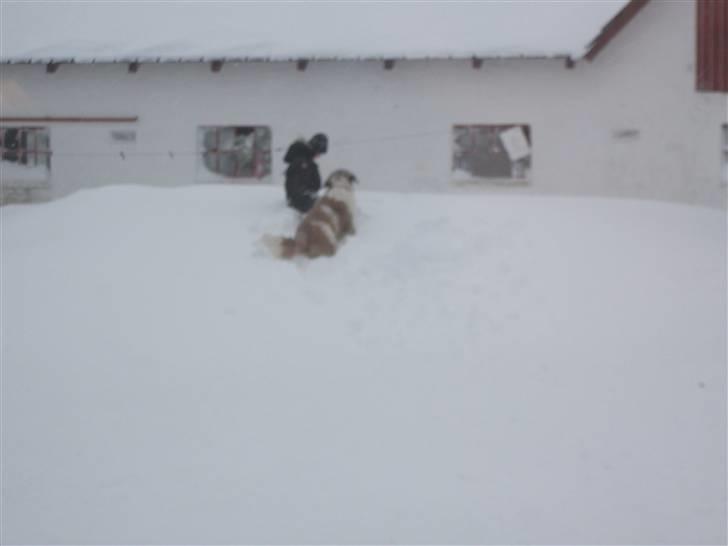 Blanding af racer balou  *død* - "haha pas på her kommer jeg" siger balullevaps :D billede 9