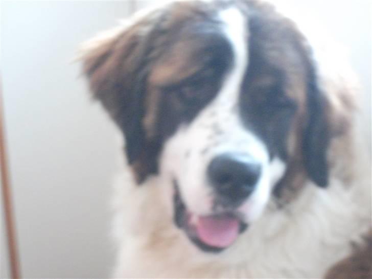 Blanding af racer balou  *død* - så nu er jeg sgu lækker! :D  billede 10