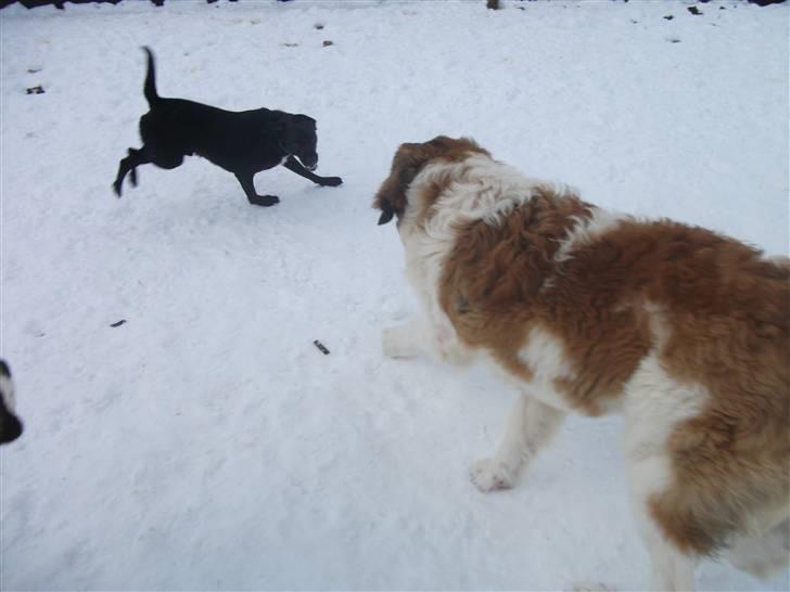 Blanding af racer balou  *død* - "haha terkel så er det dømt leg! :D satans du er så lille og kvik og er rigtig meget hurtiger end mig!" billede 12