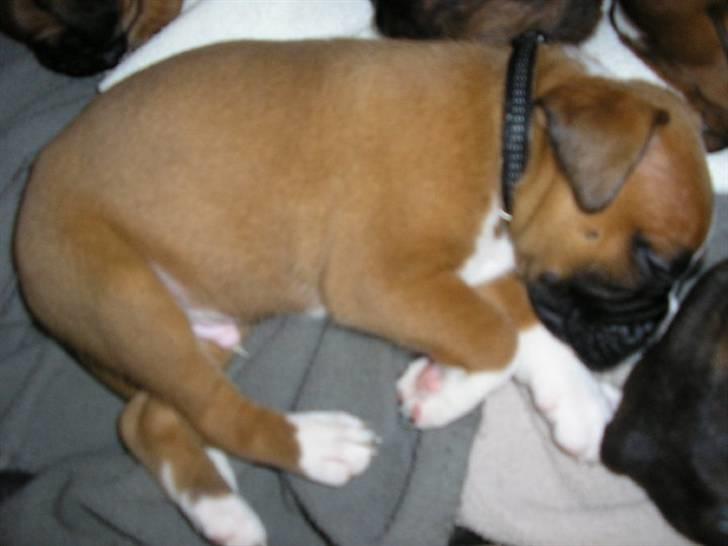 Boxer Victor - Victor 4 uger<3 billede 2
