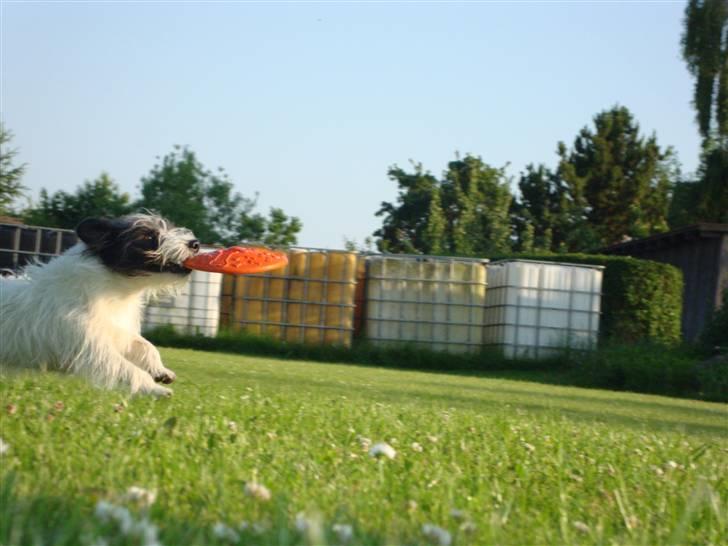 Jack russell terrier luffe billede 8