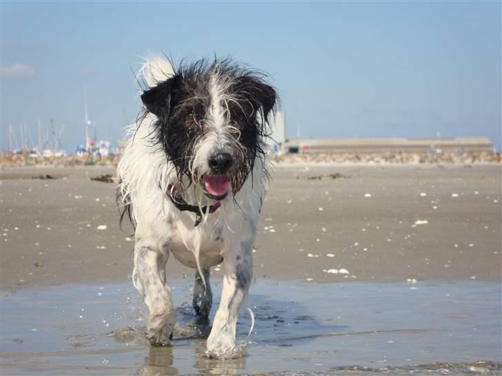 Jack russell terrier luffe billede 9