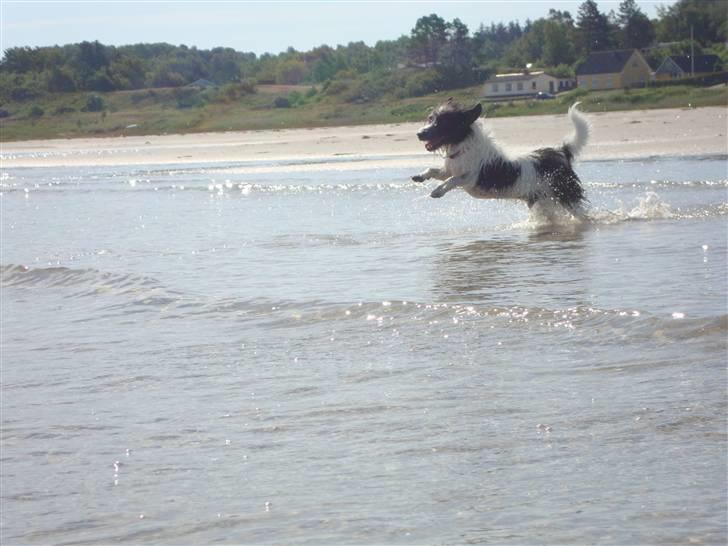 Jack russell terrier luffe billede 10