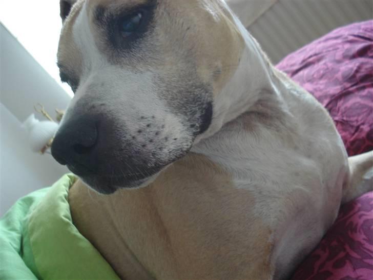 Blanding af racer Minnie 4/10 00 - 21/4 10 billede 11