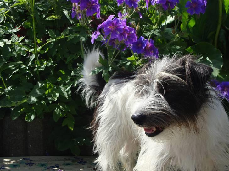 Jack russell terrier luffe billede 11