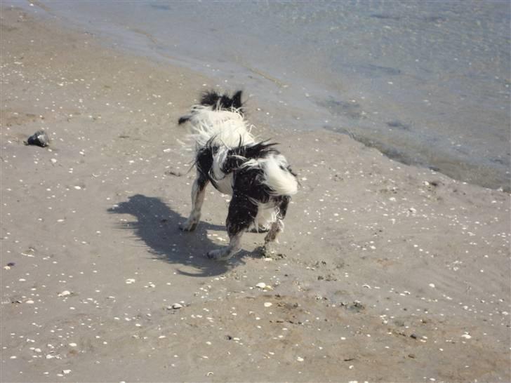 Jack russell terrier luffe billede 12