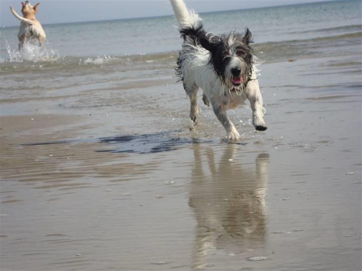 Jack russell terrier luffe billede 13