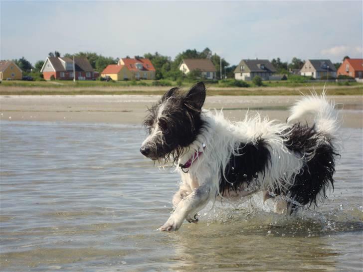 Jack russell terrier luffe billede 14