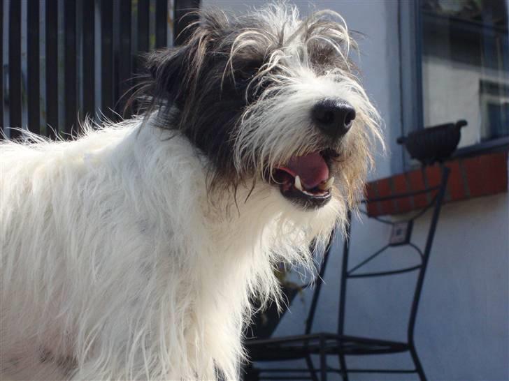 Jack russell terrier luffe billede 15