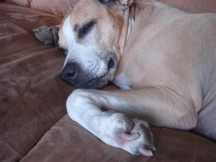 Blanding af racer Minnie 4/10 00 - 21/4 10 billede 12