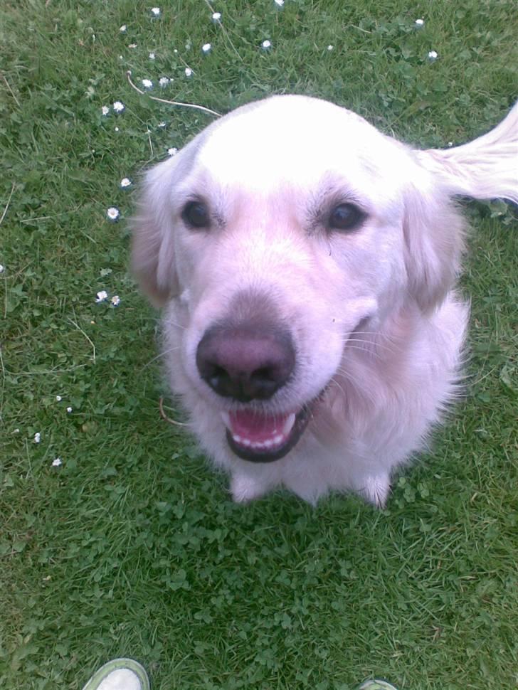 Golden retriever Ramus<33 - Velkommen Til ramse bamses Profil<33 billede 1