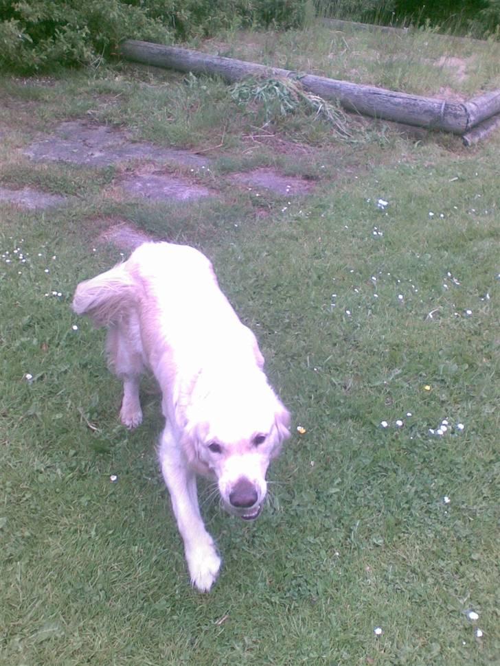 Golden retriever Ramus<33 billede 2