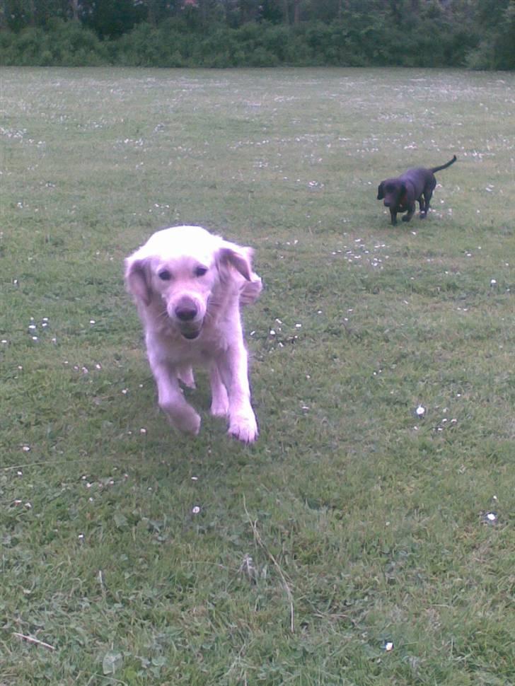 Golden retriever Ramus<33 billede 3