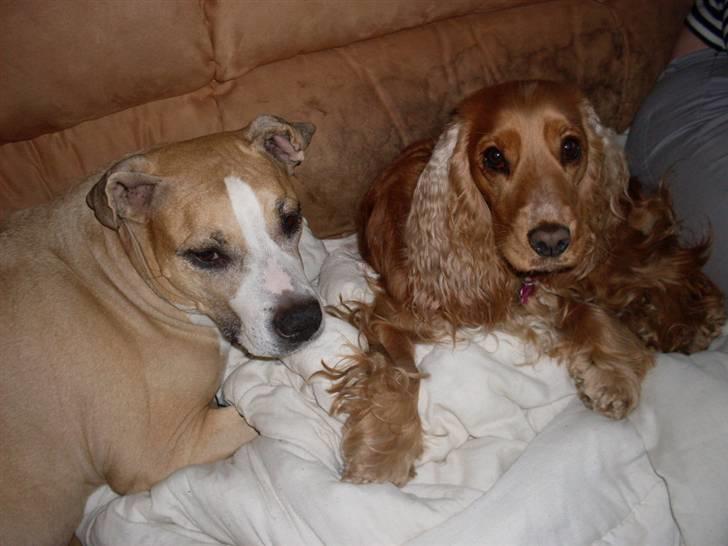 Blanding af racer Minnie 4/10 00 - 21/4 10 billede 13