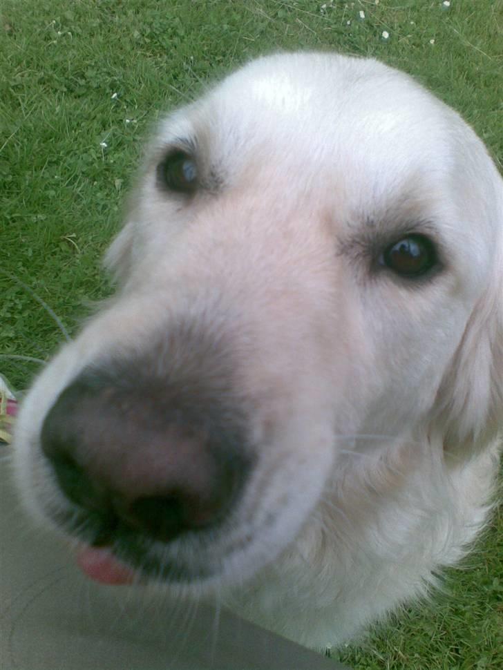Golden retriever Ramus<33 billede 4