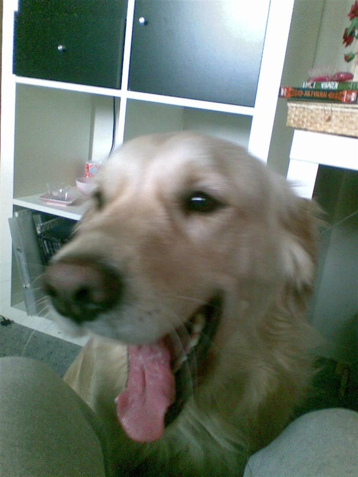 Golden retriever Ramus<33 billede 5